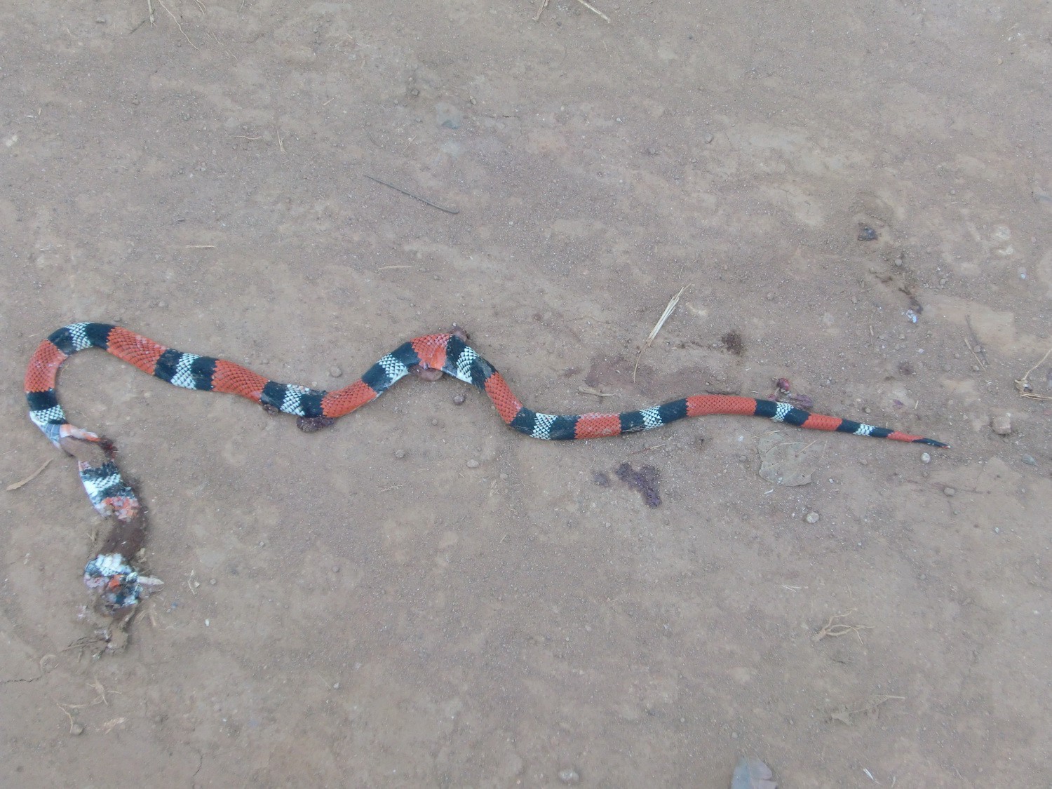 Very poisonous snake in the Yvytyruzu sanctuary - fortunately dead